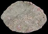 Eodiaphyodus (Fish) Tooth Plate - Cretaceous #65198-1